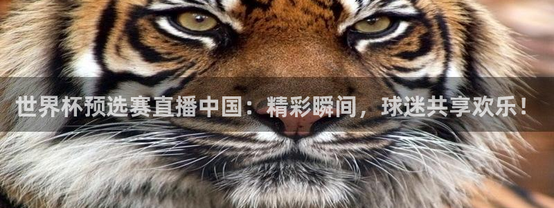 世界杯直播时间：世界杯预选赛直播中国：精彩瞬间，球迷共享欢乐！